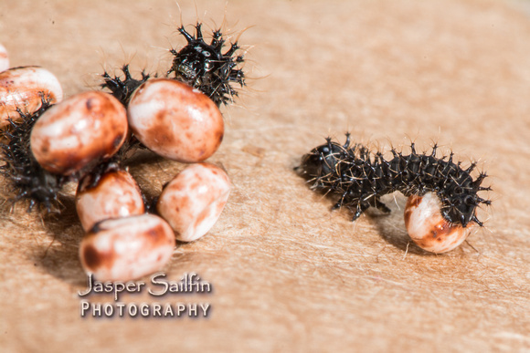 Ceanothus Silkmoth (Hyalophora euryalus) caterpillars hatching