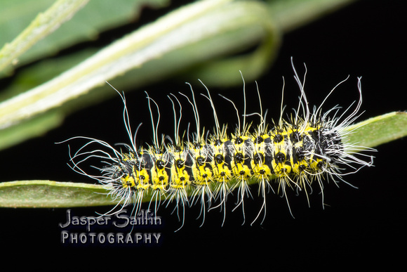 Rocky Mountain Agapema (Agapema homogena) caterpillar