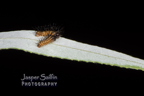 Zephyr-Eyed Silkmoth (Automeris zephyria) first instar caterpillars