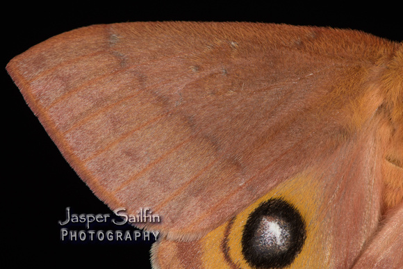Patagonia Eyed Silkmoth (Automeris patagoniensis) female