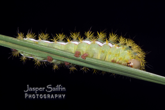 Patagonia Eyed Silkmoth (Automeris patagoniensis) caterpillar