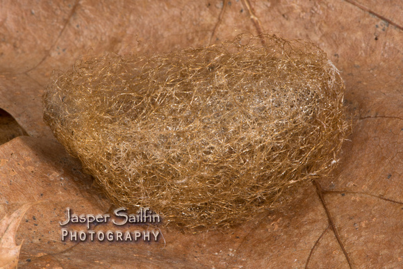 Rocky Mountain Agapema (Agapema homogena) cocoon