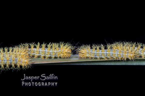 Patagonia Eyed Silkmoth (Automeris patagoniensis) caterpillars
