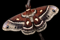 Columbia Moth (Hyalophora columbia columbia) Lifecycle