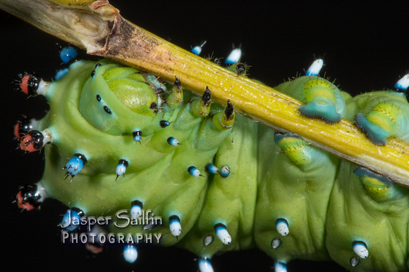 Columbia Moth (Hyalophora columbia columbia) caterpillar
