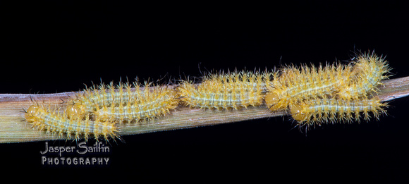 Patagonia Eyed Silkmoth (Automeris patagoniensis) first instar caterpillars