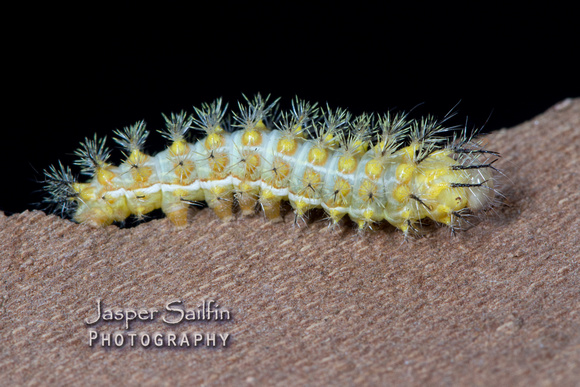 Patagonia Eyed Silkmoth (Automeris patagoniensis) caterpillar