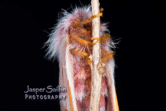 Hualapai Buckmoth (Hemileuca hualapai)