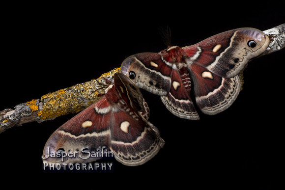 Columbia Moth (Hyalophora c. columbia) female (left) and male