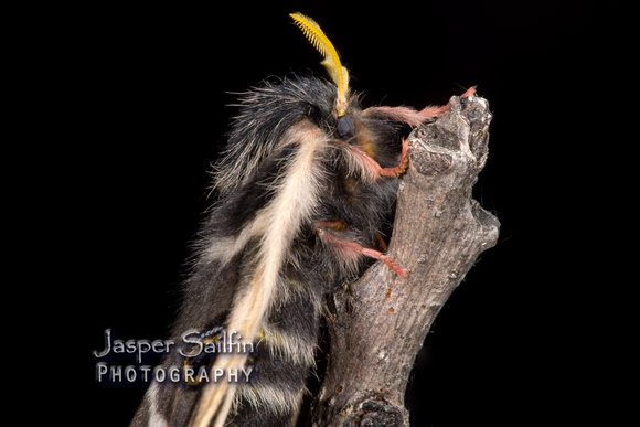Rocky Mountain Agapema (Agapema homogena) female
