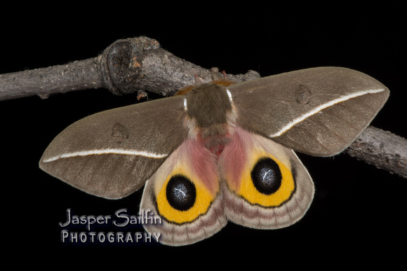 Zephyr-Eyed Silkmoth (Automeris zephyria) male