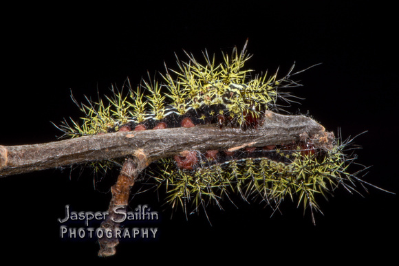 Zephyr-Eyed Silkmoth (Automeris zephyria) caterpillars