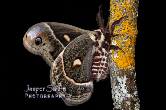 Columbia Moth (Hyalophora columbia columbia) male
