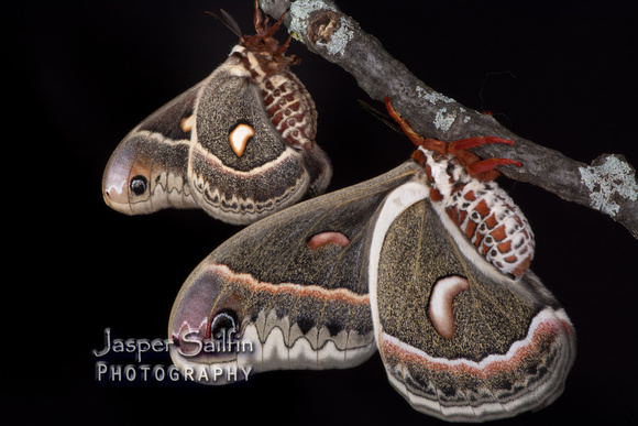Columbia Moth (Hyalophora columbia columbia) female (top) with Cecropia Silkmoth (Hyalophora cecropia) male
