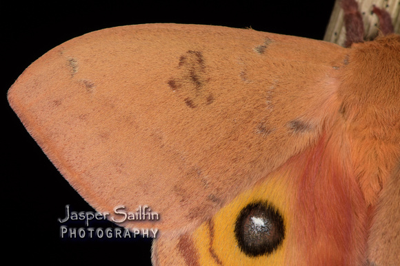 Patagonia Eyed Silkmoth (Automeris patagoniensis) male