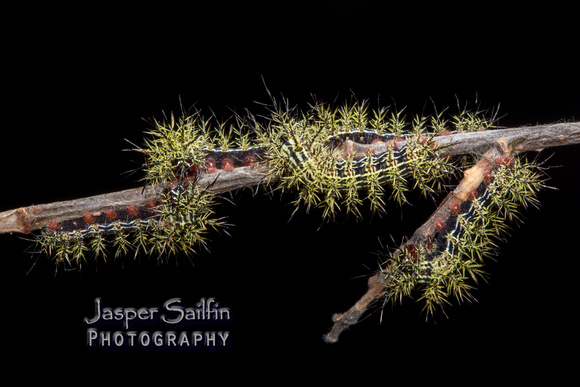 Zephyr-Eyed Silkmoth (Automeris zephyria) caterpillars