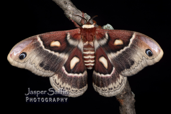 Columbia Moth (Hyalophora columbia columbia) female