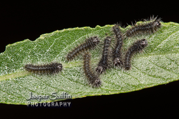 Rocky Mountain Agapema (Agapema homogena) first instar caterpillars