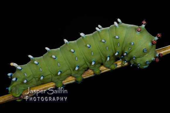 Columbia Moth (Hyalophora columbia columbia) caterpillar