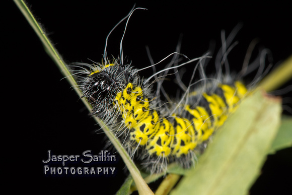 Rocky Mountain Agapema (Agapema homogena) caterpillar