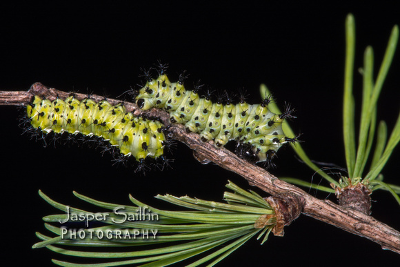 Columbia Moth (Hyalophora columbia columbia) caterpillars