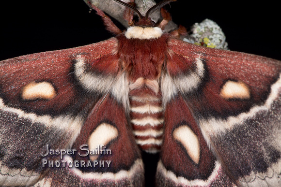 Columbia Moth (Hyalophora columbia columbia) female