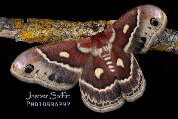 Columbia Moth (Hyalophora c. columbia) female