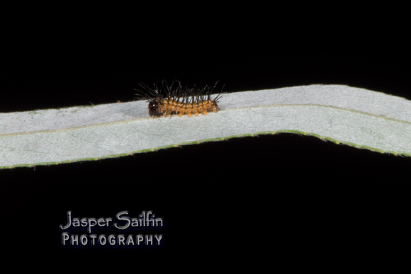 Zephyr-Eyed Silkmoth (Automeris zephyria) first instar caterpillar