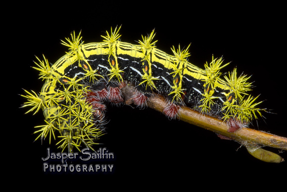 Zephyr-Eyed Silkmoth (Automeris zephyria) caterpillar