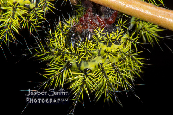 Zephyr-Eyed Silkmoth (Automeris zephyria) caterpillar