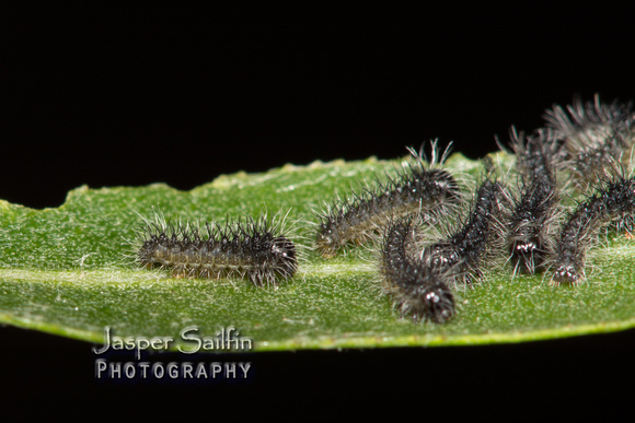 Rocky Mountain Agapema (Agapema homogena) first instar caterpillars