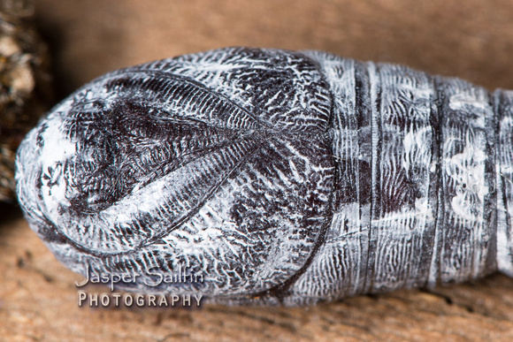 Hualapai Buckmoth (Hemileuca hualapai) pupa