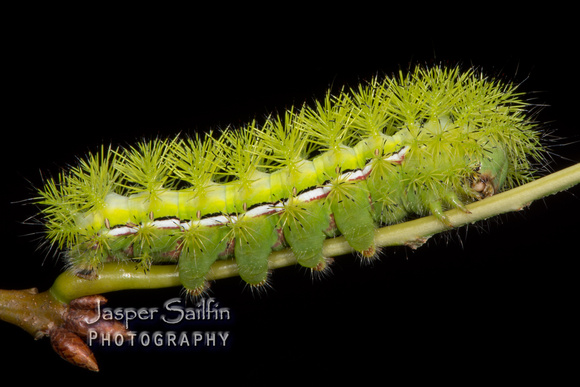 Automeris hesselorum caterpillar
