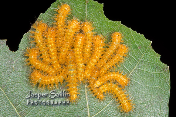 Automeris hesselorum caterpillars 14 days after hatching