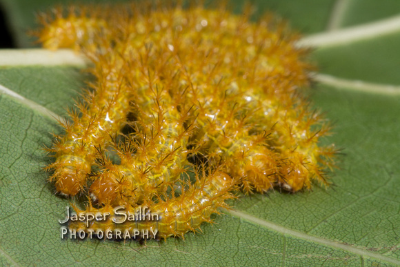 Automeris hesselorum caterpillars
