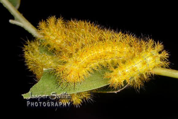 Automeris hesselorum caterpillars
