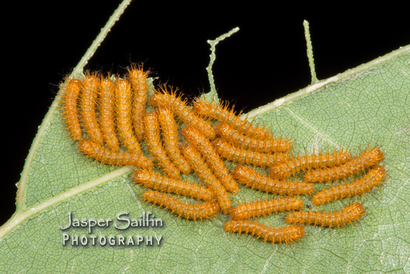 Automeris hesselorum caterpillars four days after hatching