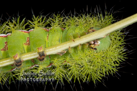 Automeris hesselorum caterpillar