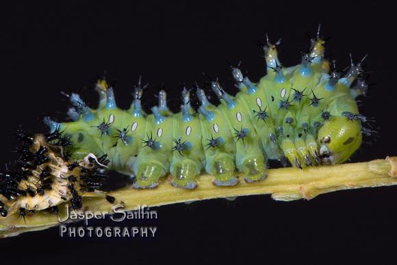 Columbia Moth (Hyalophora columbia columbia) caterpillar after moulting