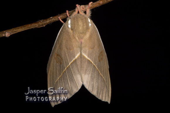 Pamina Bulls Eye Moth (Automeris cecrops pamina) female