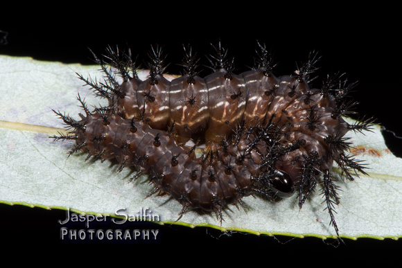 Pamina Bulls Eye Moth (Automeris cecrops pamina) caterpillars