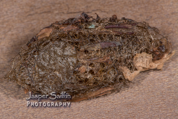 Mendocino Saturnia Moth (Saturnia mendocino) cocoon