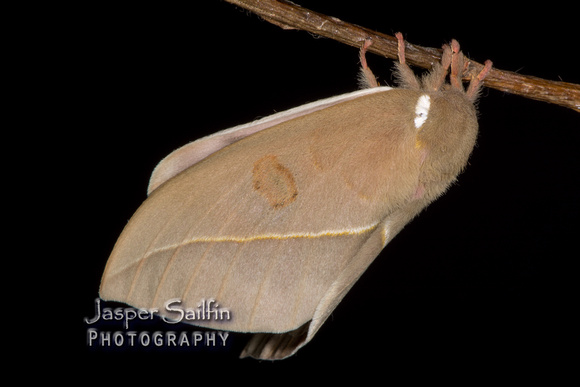 Pamina Bulls Eye Moth (Automeris cecrops pamina) female