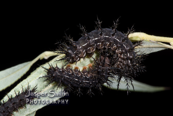Pamina Bulls Eye Moth (Automeris cecrops pamina) caterpillars
