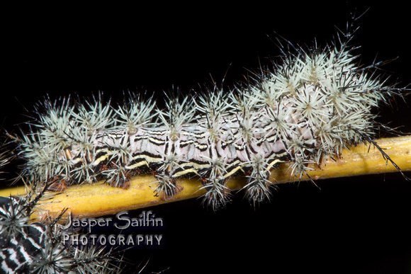 Pamina Bulls Eye Moth (Automeris cecrops pamina) caterpillar