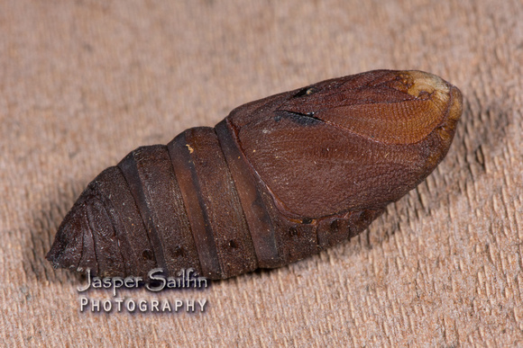Mendocino Saturnia Moth (Saturnia mendocino) pupa