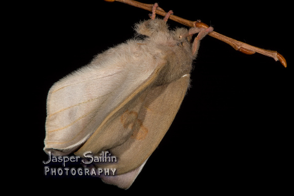 Pamina Bulls Eye Moth (Automeris cecrops pamina) female inflating wings