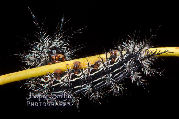 Pamina Bulls Eye Moth (Automeris cecrops pamina) caterpillar