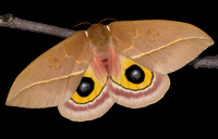 Pamina Bulls Eye Moth (Automeris cecrops pamina)