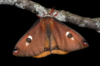 Mendocino Saturnia Moth (Saturnia mendocino) Lifecycle